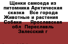 Щенки самоеда из питомника Арктическая сказка - Все города Животные и растения » Собаки   . Ярославская обл.,Переславль-Залесский г.